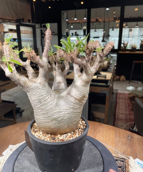 パキポディウム グラキリス　Pachypodium gracilius 　発根済　(gk-303)