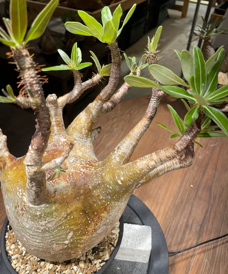パキポディウム グラキリス　Pachypodium gracilius 　発根済　(gk-464)