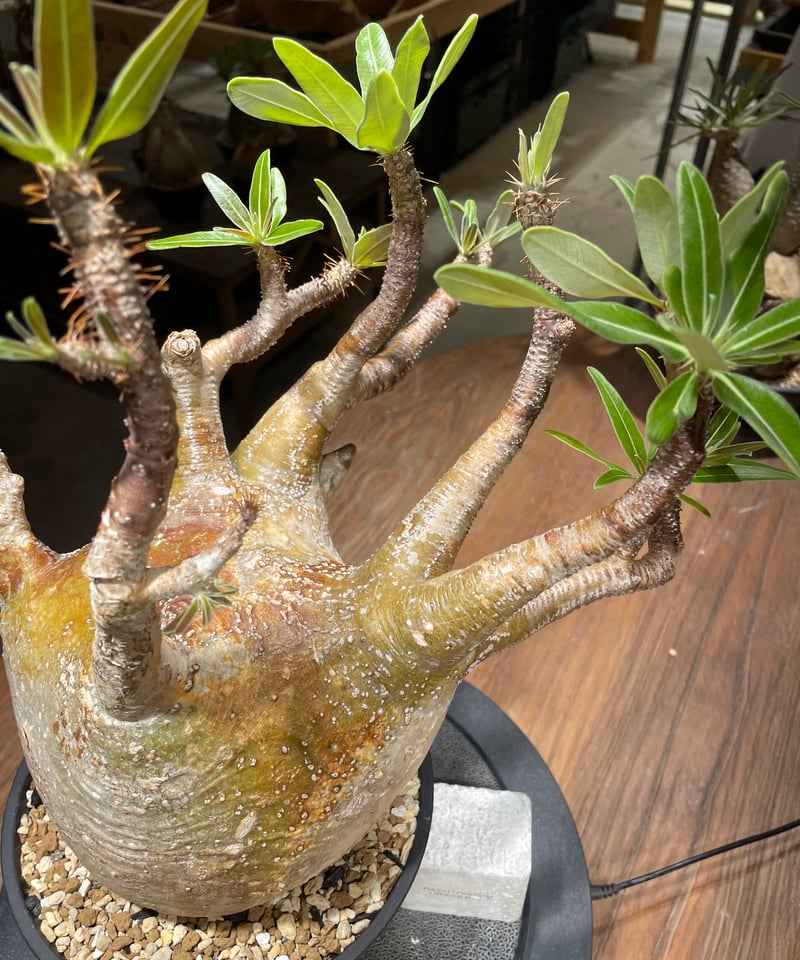 パキポディウム グラキリス 発根済pachypodhium Graci パキポディウム グラキリス Pachypodium gracilius 発根済 (gk-48