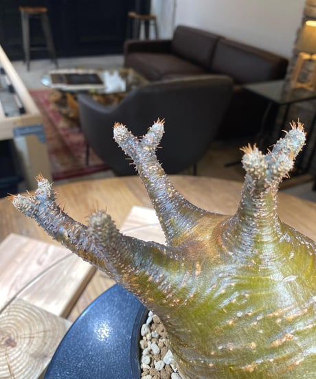 パキポディウム グラキリス　Pachypodium gracilius 　発根済　(商品番号gk-165）