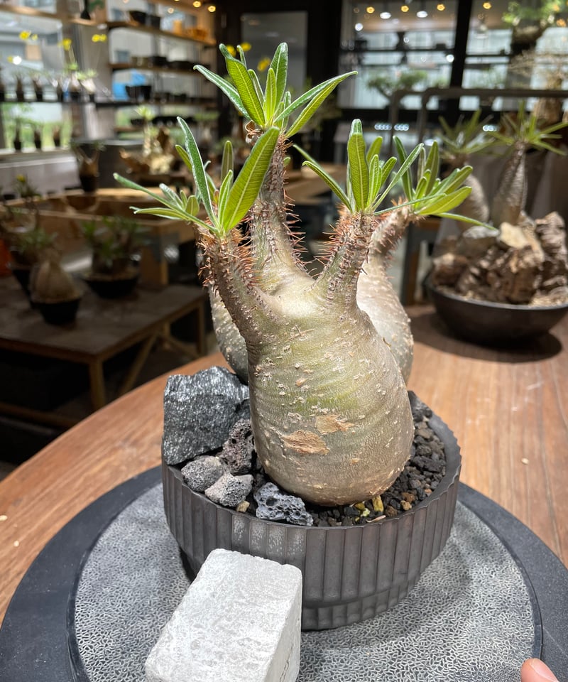 パキポディウム　グラキリス　多頭　良型　コレクション株　発根済み パキポディウム グラキリス 多頭 良型 コレクション株 発根済み