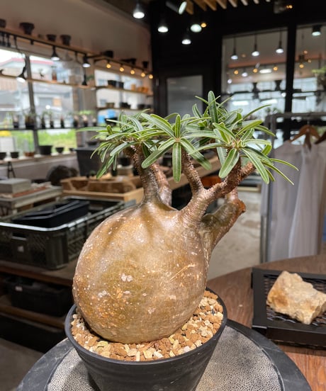 パキポディウム グラキリス　Pachypodium gracilius 　発根済　(gk-495）