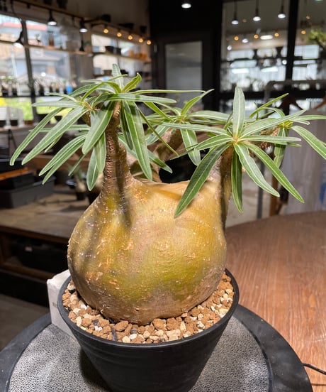 パキポディウム グラキリス　Pachypodium gracilius 　発根済　(gk-492）