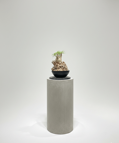 パキポディウム グラキリス　Pachypodium gracilius 　発根済　(gk-499）