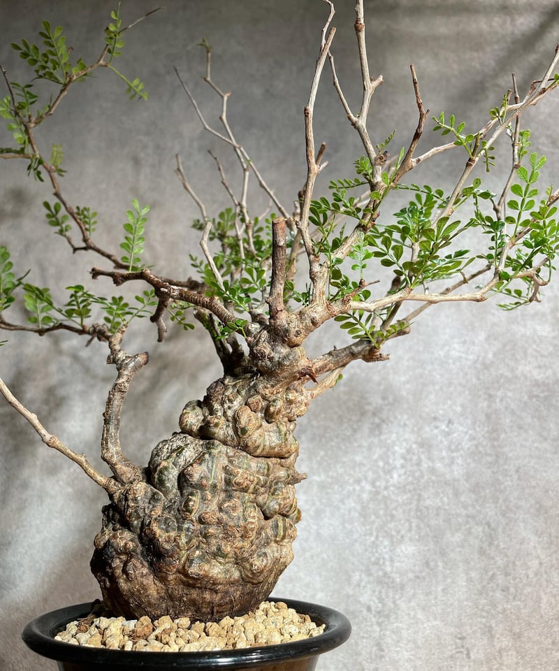 オペルクリカリア パキプス／Operculicarya pachypus 発根済 (塊根幅8c