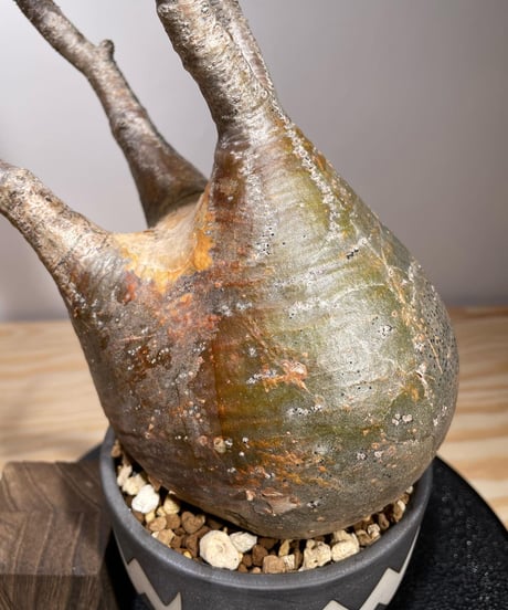 パキポディウム グラキリス　Pachypodium gracilius 　発根済　(商品番号gk-125valiem)VALIEM  (VALIEMタグ付き)