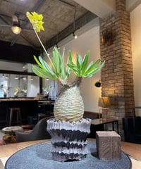 パキポディウム グラキリス　Pachypodium gracilius 　発根済　(塊根幅約7.5ｃｍ)　(商品番号gk-188)　鉢：Kuniaki Matsui