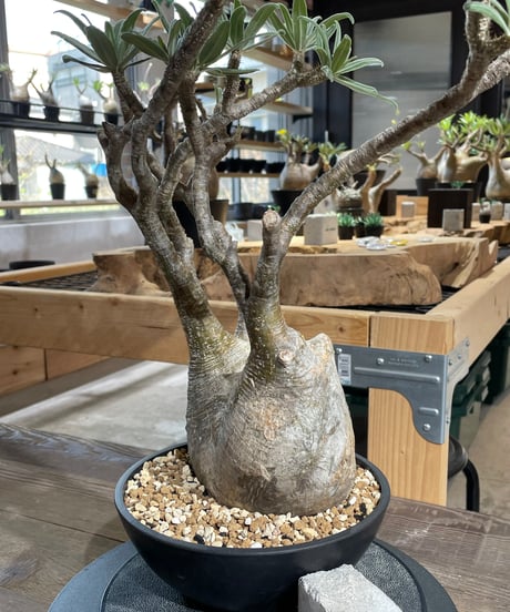 パキポディウム グラキリス　Pachypodium gracilius 　発根済　(gk-428)