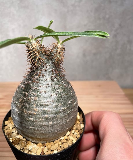 パキポディウム グラキリス　Pachypodium gracilius 　発根済　(商品番号gk-31)