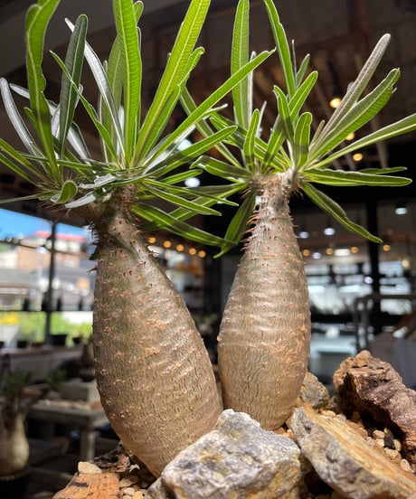 パキポディウム グラキリス　2頭　Pachypodium gracilius 　発根済　(gk-507）