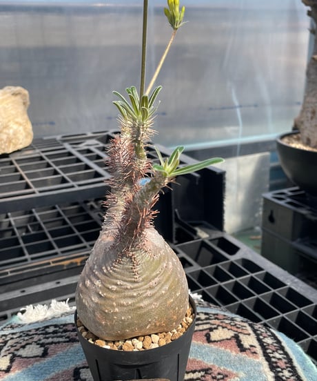 パキポディウム グラキリス　Pachypodium gracilius 　発根済　(gk-415)