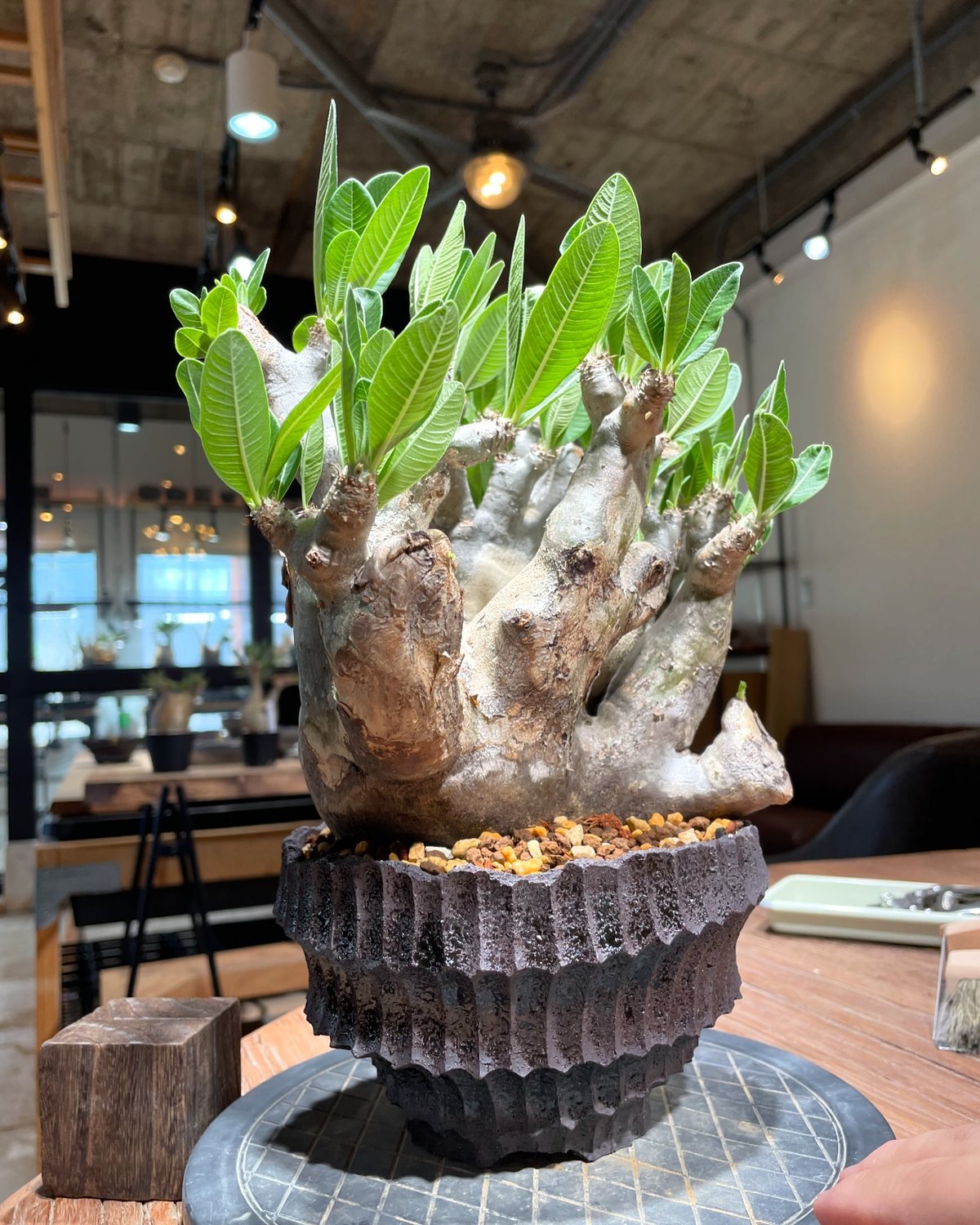 パキポディウム デンシフローラム鉢付き・送料込 パキポディウム・デンシフローラム 3.5号鉢 | | 多肉・塊根植物