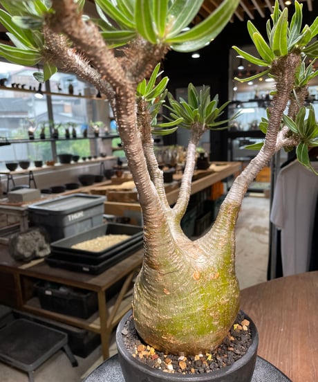 パキポディウム グラキリス　Pachypodium gracilius 　発根済　(gk-318)
