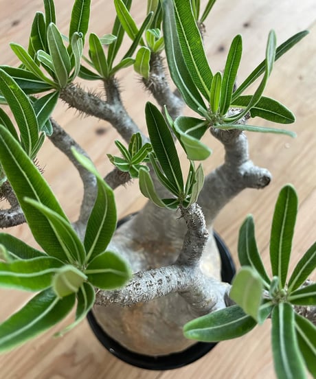 パキポディウム グラキリス　Pachypodium gracilius 　発根済(塊根幅12ｃｍ)　(商品番号gk-17)