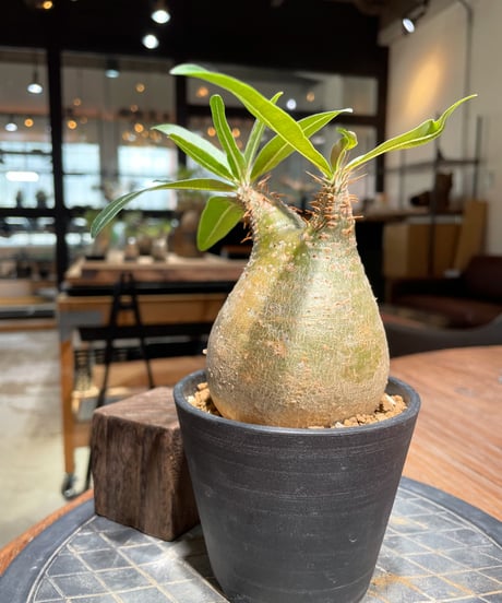 パキポディウム グラキリス　Pachypodium gracilius 　発根済　(gk-379)