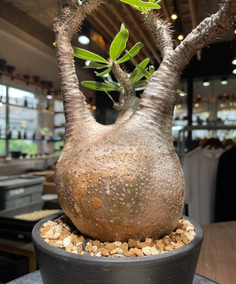 パキポディウム グラキリス　Pachypodium gracilius 　発根済　(gk-520）