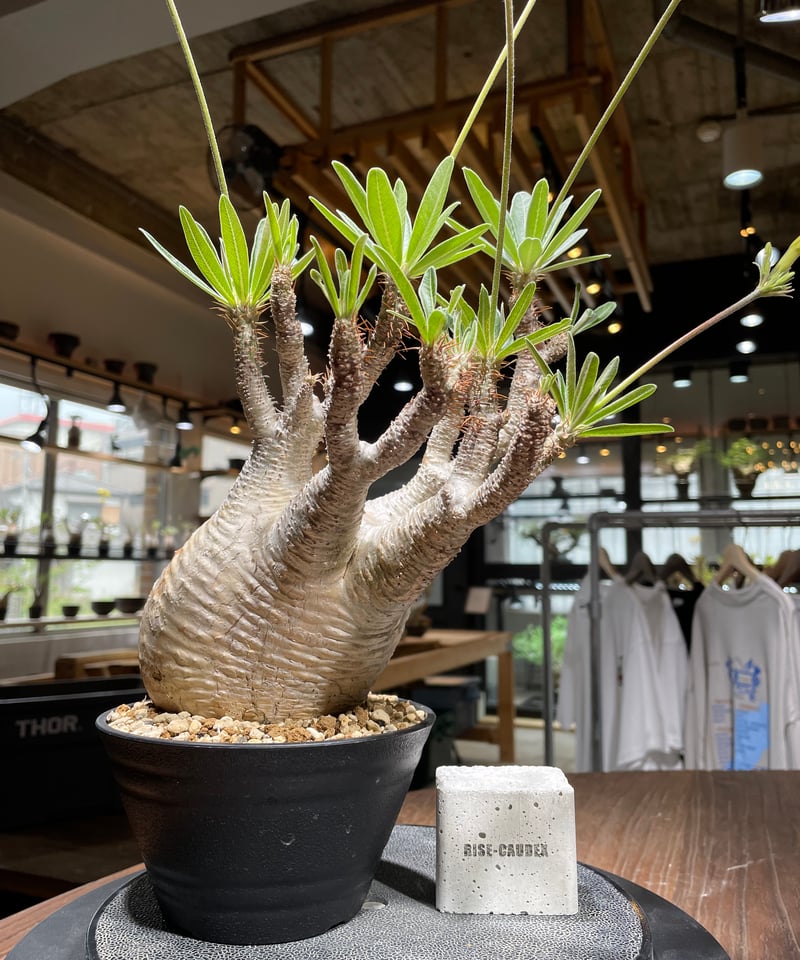 パキポディウム グラキリス Pachypodium gracilius ⑥ パキポディウム グラキリス 実生／Pachypodium gracilius no.