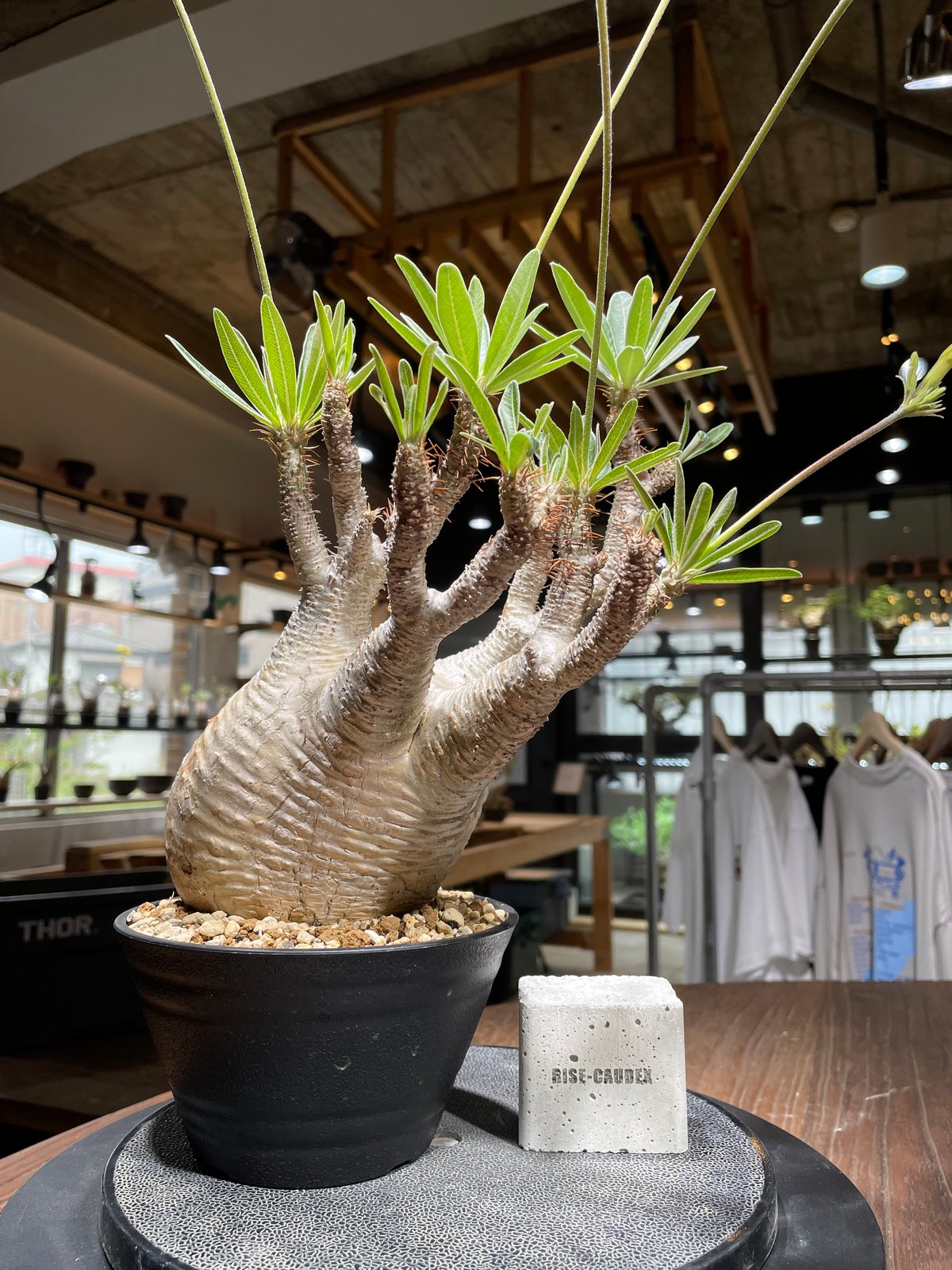 パキポディウム グラキリス Pachypodium gracilius 発根済 (gk-44