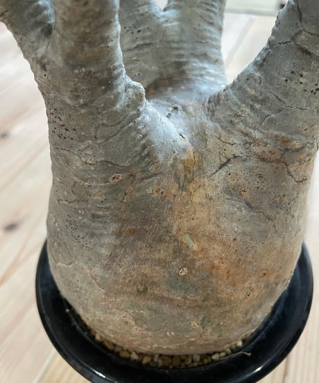 パキポディウム グラキリス　Pachypodium gracilius 　発根済(塊根幅12ｃｍ)　(商品番号gk-17)