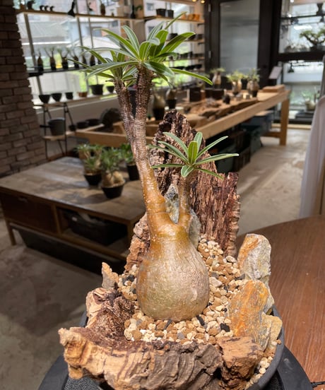 パキポディウム グラキリス　Pachypodium gracilius 　発根済　(gk-480)