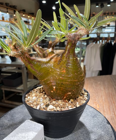 パキポディウム グラキリス　Pachypodium gracilius 　発根済　(gk-567)