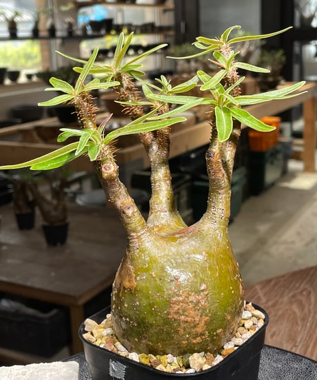 パキポディウム グラキリス　Pachypodium gracilius 　発根済　(gk-391)