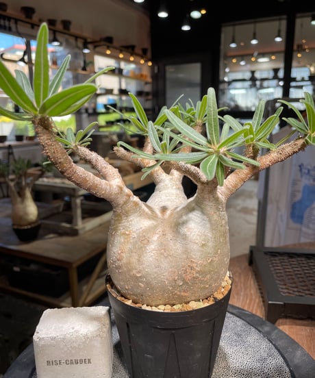 パキポディウム グラキリス　Pachypodium gracilius 　発根済　(gk-508）