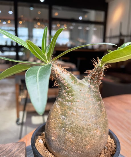 パキポディウム グラキリス　Pachypodium gracilius 　発根済　(gk-379)