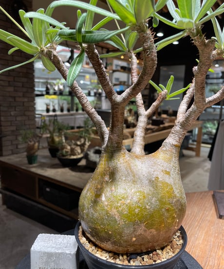 パキポディウム グラキリス　Pachypodium gracilius 　発根済　(gk-471)
