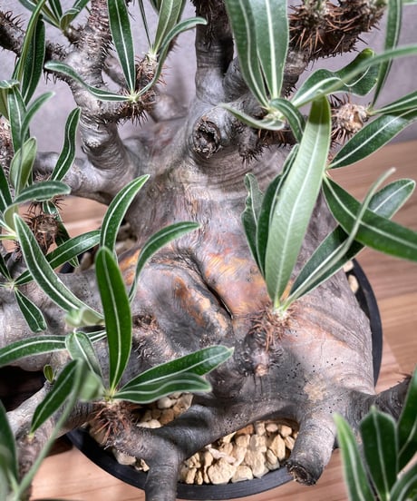 パキポディウム グラキリス　Pachypodium gracilius 　発根済　(商品番号gk-66)