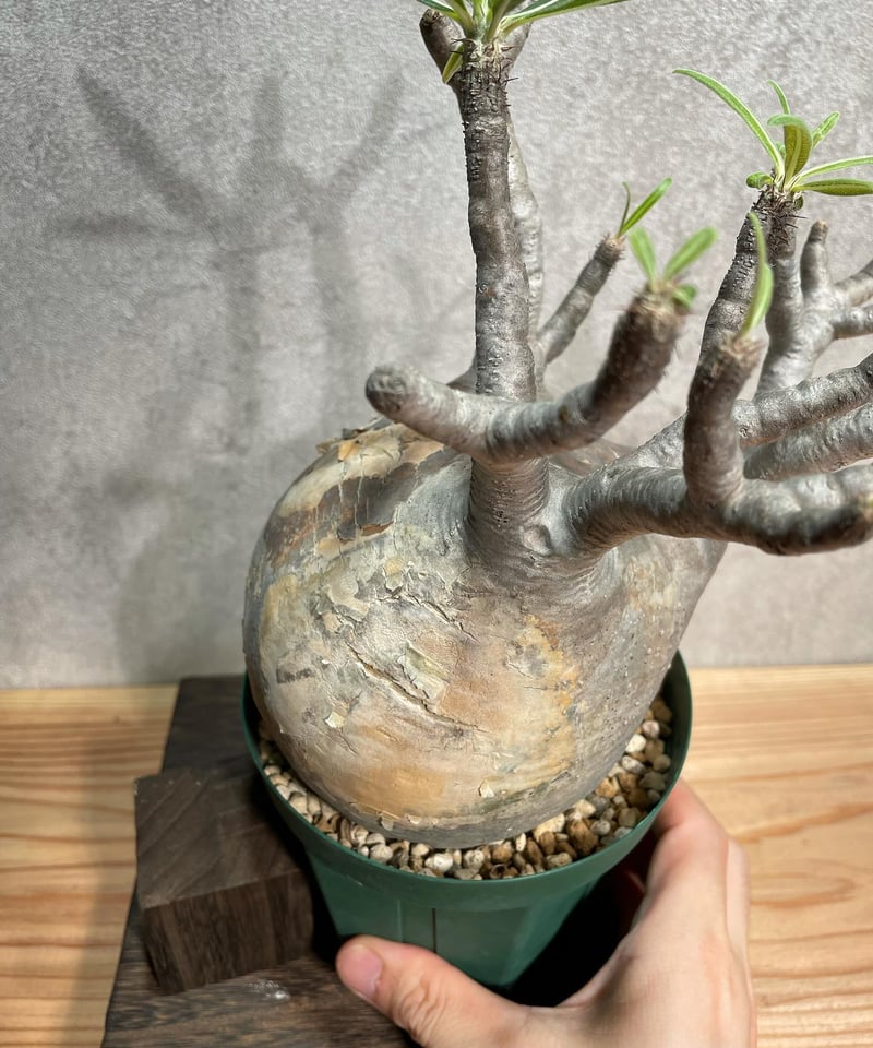 パキポディウム グラキリス Pachypodium gracilius 発根済(塊根