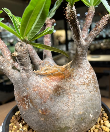 パキポディウム グラキリス　Pachypodium gracilius 　発根済　(gk-261)