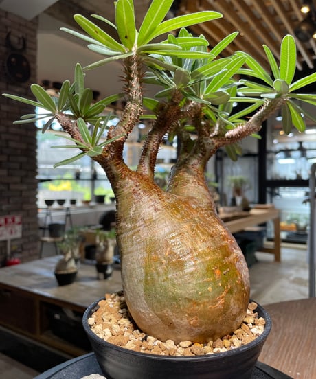 パキポディウム グラキリス　Pachypodium gracilius 　発根済　(gk-388)