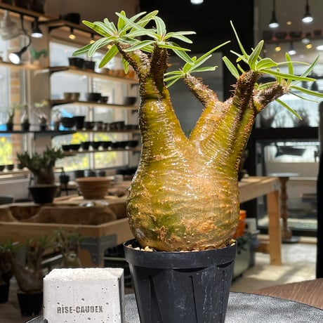 SALE パキポディウム グラキリス　現地球発根済302 パキポディウム グラキリス 現地球発根済みが たくさん入荷しま