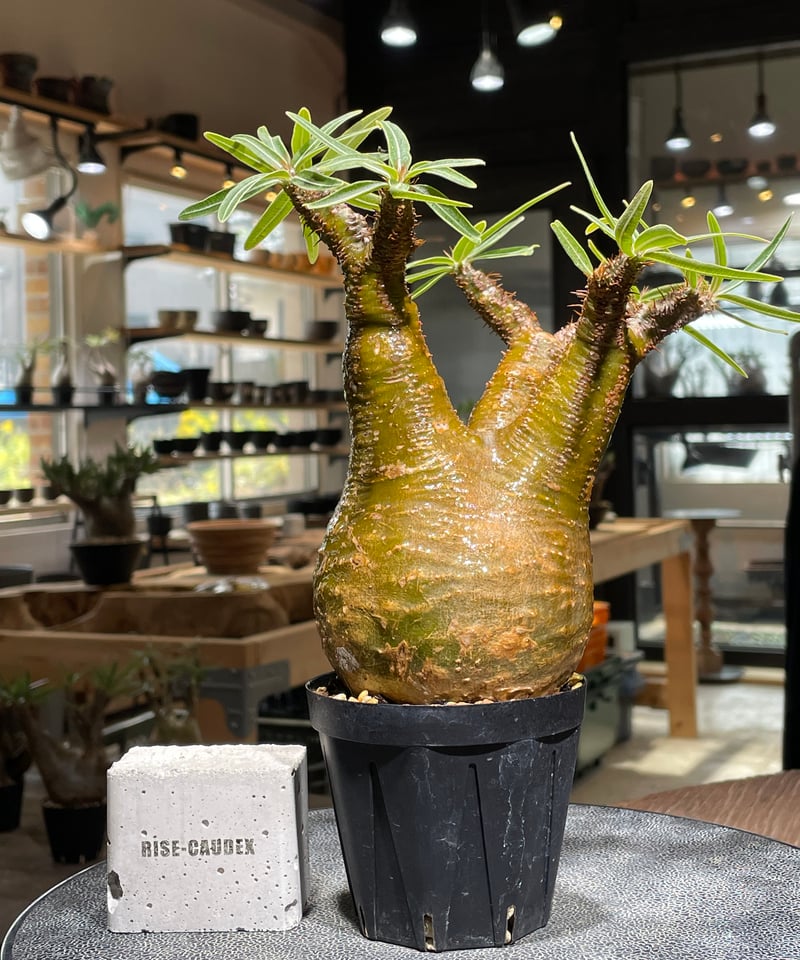 パキポディウム グラキリス Pachypodium gracilius 発根済 (gk-54