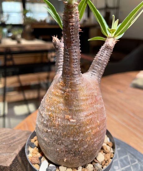 パキポディウム グラキリス　Pachypodium gracilius 　発根済　(gk-377)