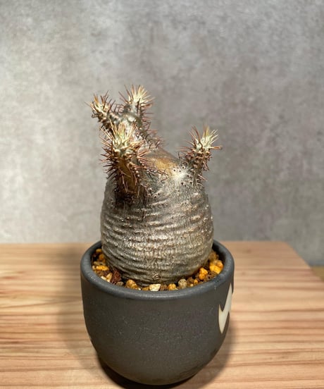 パキポディウム グラキリス　Pachypodium gracilius 　発根済　(商品番号gk-25valiem)  VALIEM 　BOWL　sizeXS　(VALIEM巾着、タグ付き)