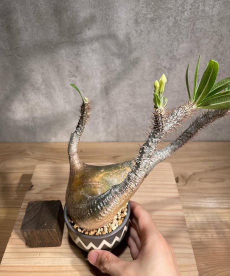 パキポディウム グラキリス　Pachypodium gracilius 　発根済　(商品番号gk-92valiem)  VALIEM 　(VALIEMタグ付き)