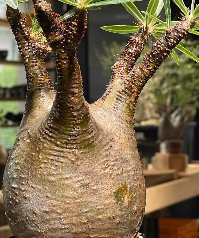 パキポディウム グラキリス Pachypodium gracilius 発根済 (gk-52