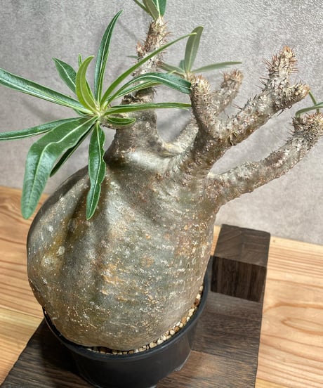 パキポディウム グラキリス　Pachypodium gracilius 　発根済(塊根幅14.5ｃｍ)　(商品番号gk-22)
