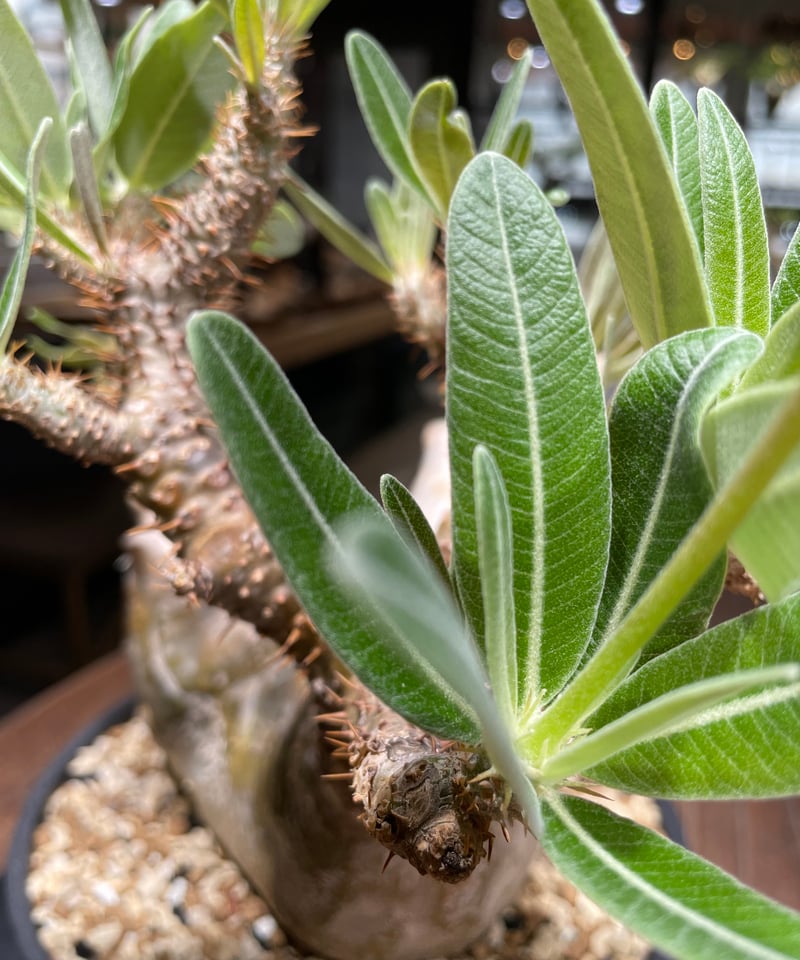 パキポディウム グラキリス Pachypodium gracilius ⑦ パキポディウム グラキリス Pachypodium gracilius 発根済 (gk-44