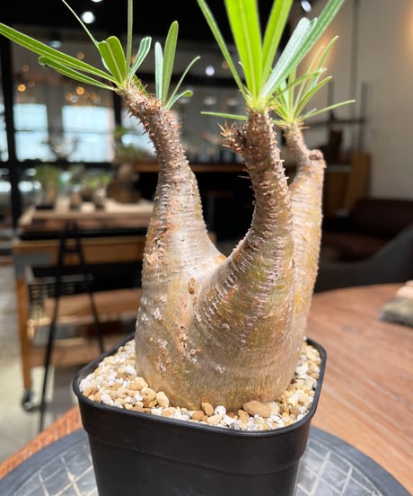 パキポディウム グラキリス　Pachypodium gracilius 　発根済　(gk-380)