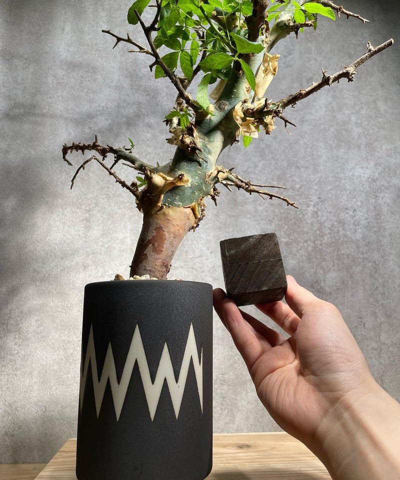 種子2粒コミフォラプラニフロンス 種子2粒 コミフォラ プラニフロンス Commipha planifrons - メルカリ