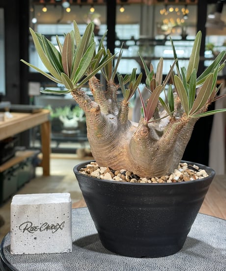 パキポディウム グラキリス　Pachypodium gracilius 　発根済　(gk-572)