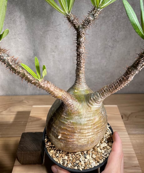 パキポディウム グラキリス　Pachypodium gracilius 　発根済　(商品番号gk-85)