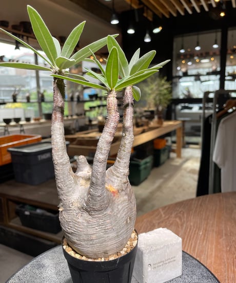 パキポディウム グラキリス　Pachypodium gracilius 　発根済　(gk-525）
