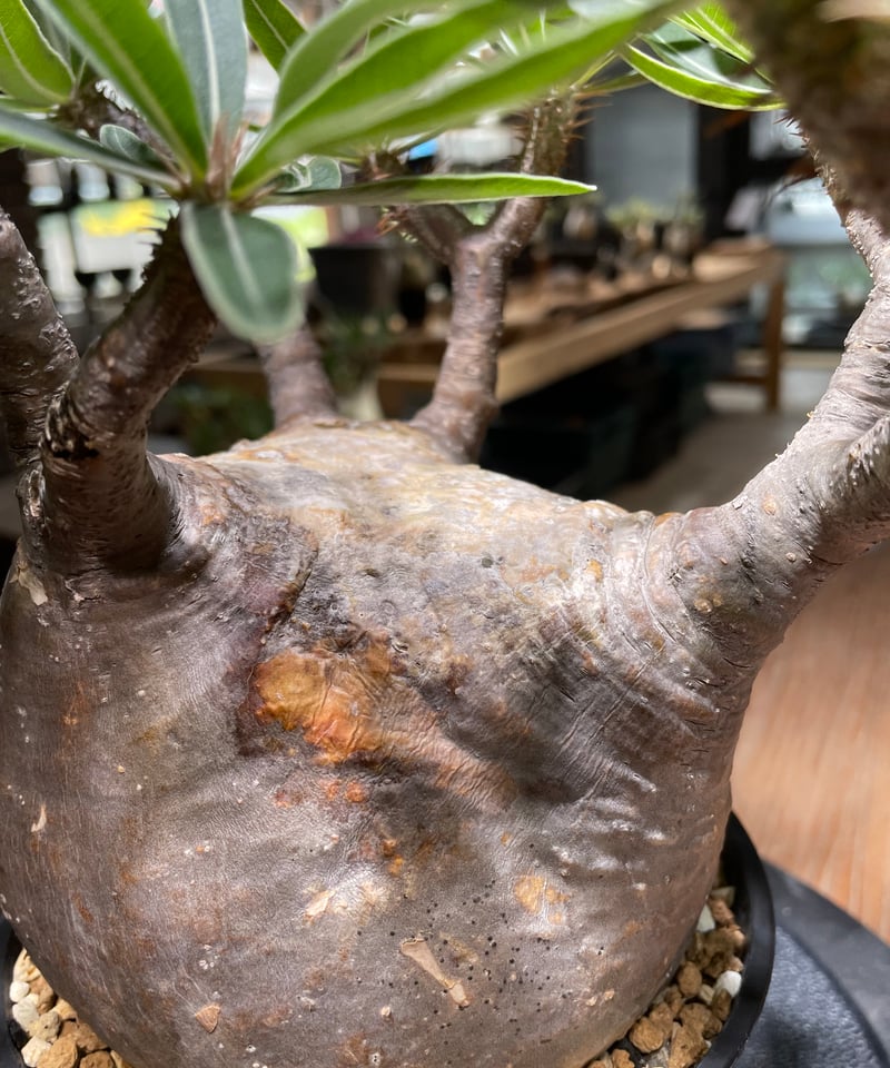 パキポディウム グラキリス Pachypodium gracilius 発根済 (gk-47