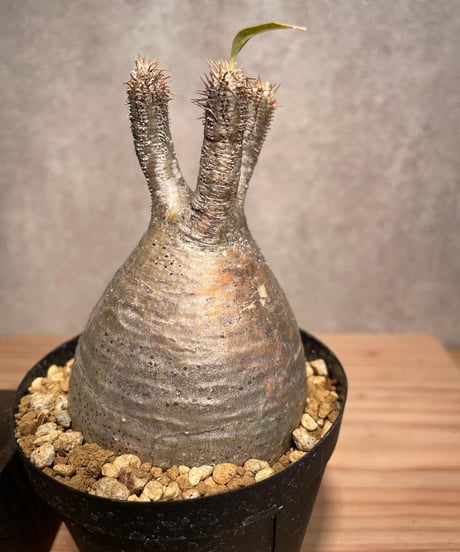 パキポディウム グラキリス　Pachypodium gracilius 　発根済　(商品番号gk-39)