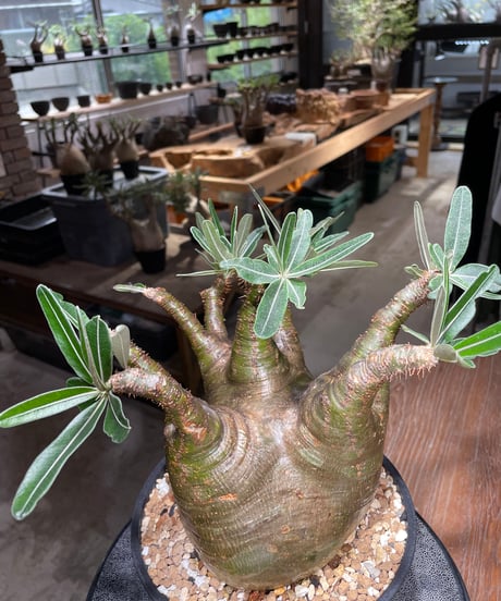 パキポディウム グラキリス　Pachypodium gracilius 　発根済　(gk-535)