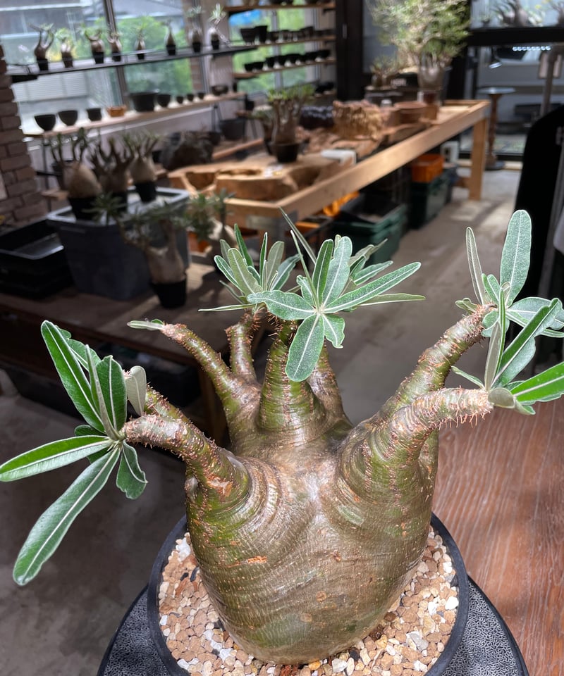 パキポディウム グラキリス Pachypodium gracilius 発根済 (gk-53